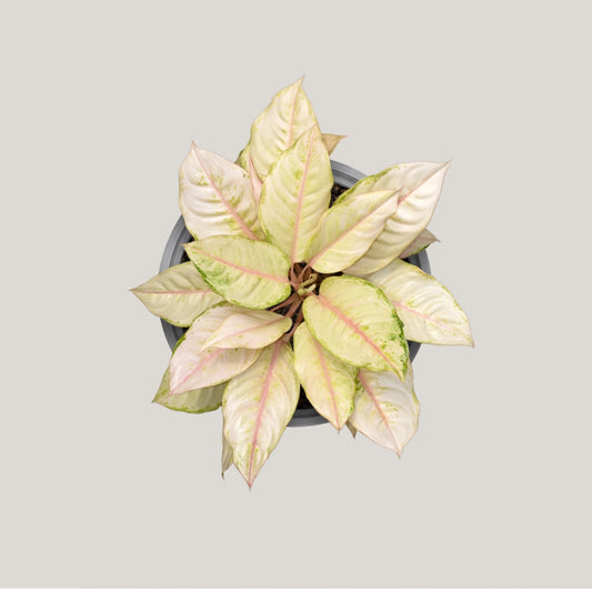 Aglaonema Frozen