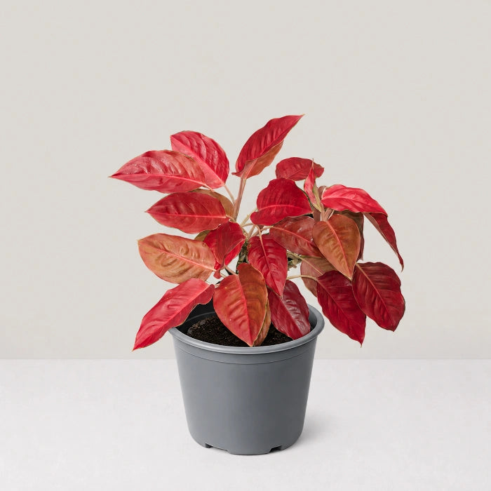 Aglaonema Charlie Brown