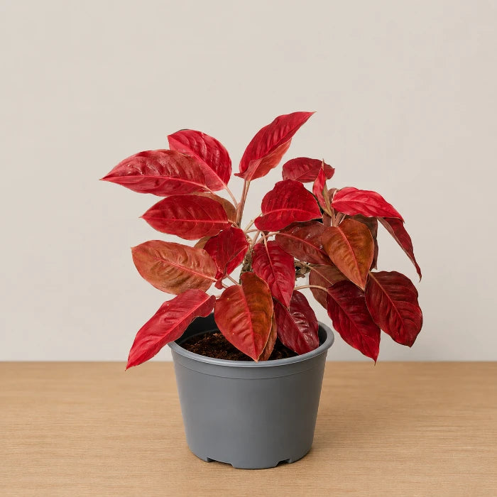 Aglaonema Charlie Brown
