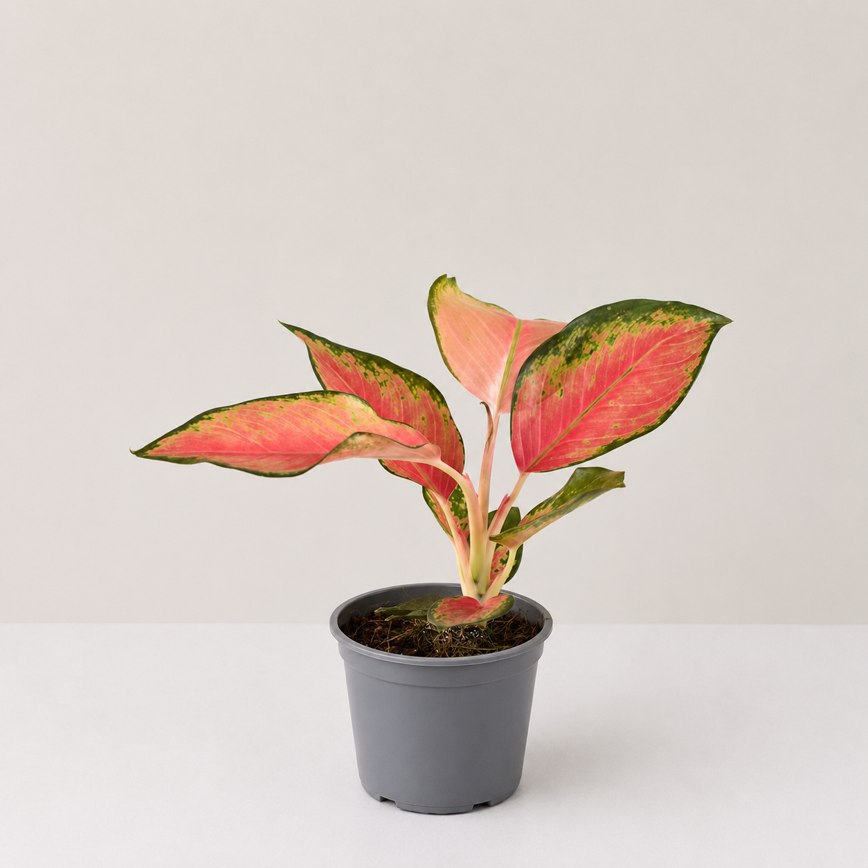 Aglaonema China Red