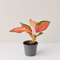 Aglaonema China Red