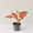 Aglaonema China Red