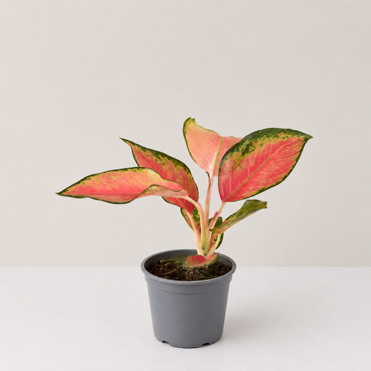 Aglaonema China Red