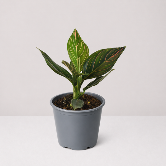 Aglaonema Red Vein