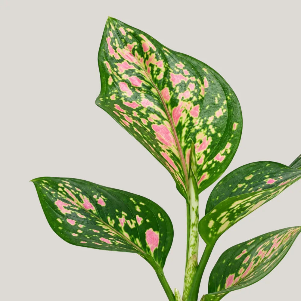 Aglaonema Red Venus