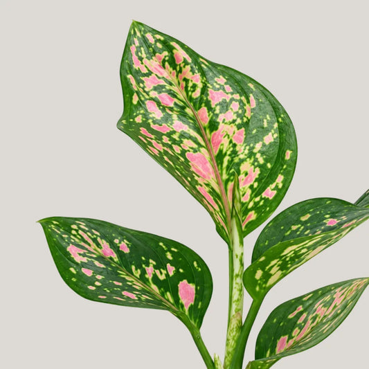 Aglaonema Red Venus