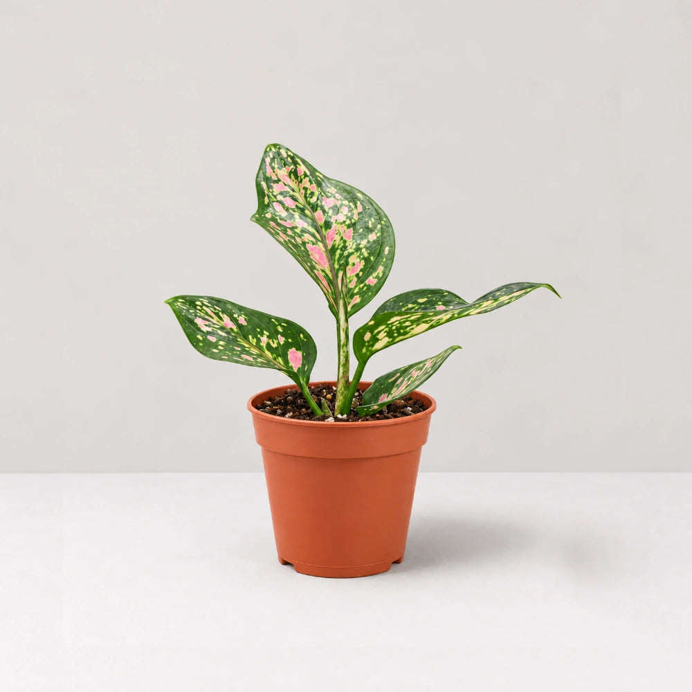 Aglaonema Red Venus