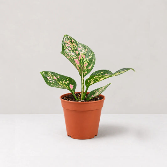 Aglaonema Red Venus