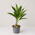 Areca (Clump of 4-5 Seedlings)