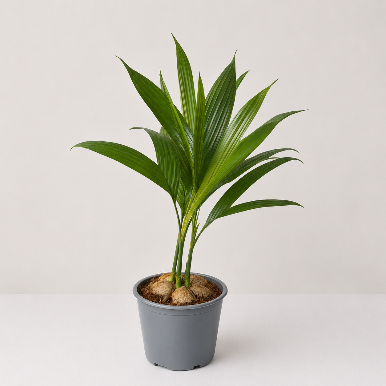 Areca (Clump of 4-5 Seedlings)