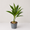 Areca (Clump of 4-5 Seedlings)