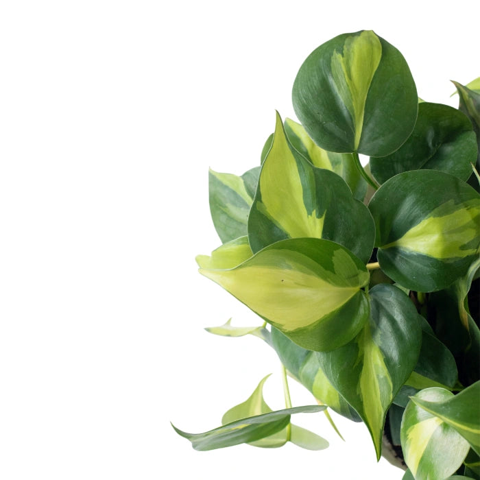 Philodendron Brasil