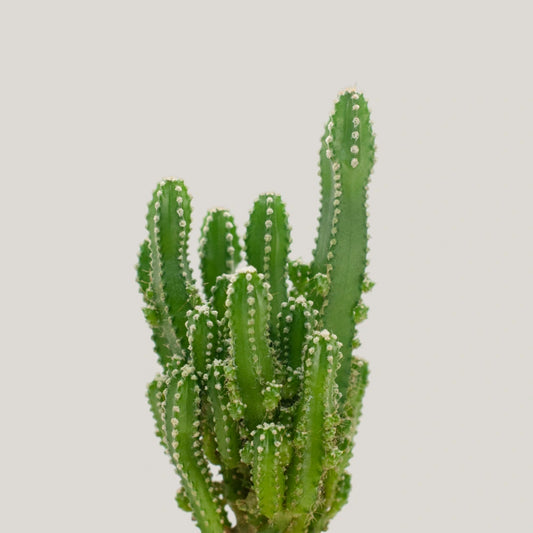 Fairy Castle Cactus