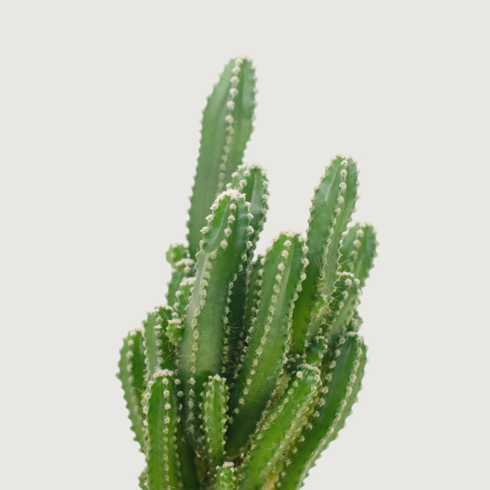 Fairy Castle Cactus