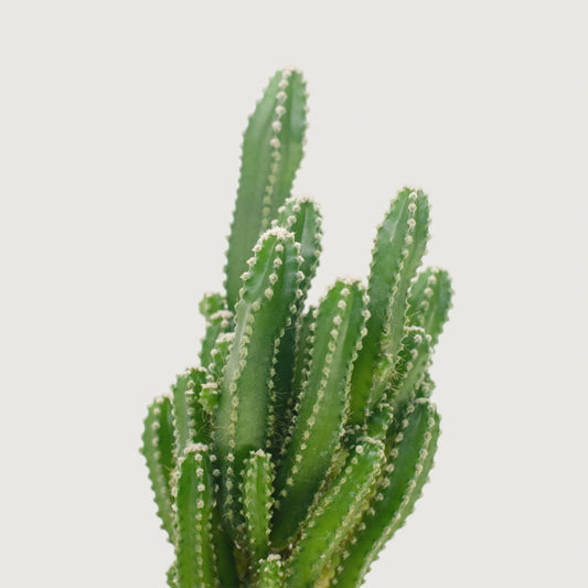 Fairy Castle Cactus
