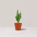 Fairy Castle Cactus