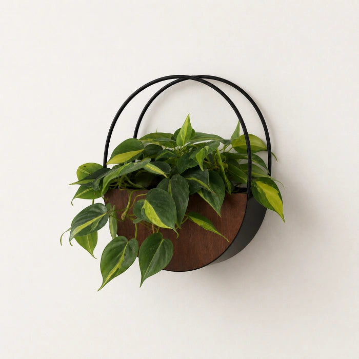 Serene Circle Collection