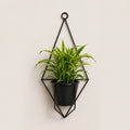 Hanging Harmony Collection