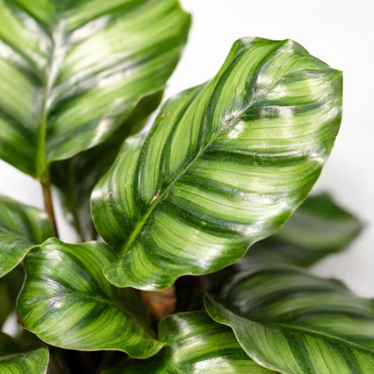 Calathea fasciata