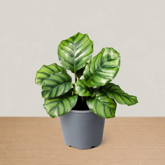 Calathea fasciata