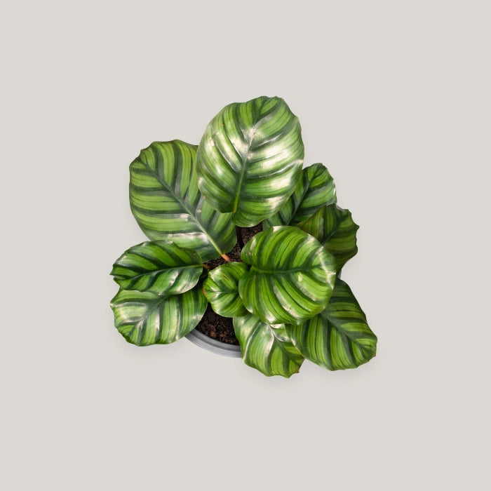 Calathea fasciata