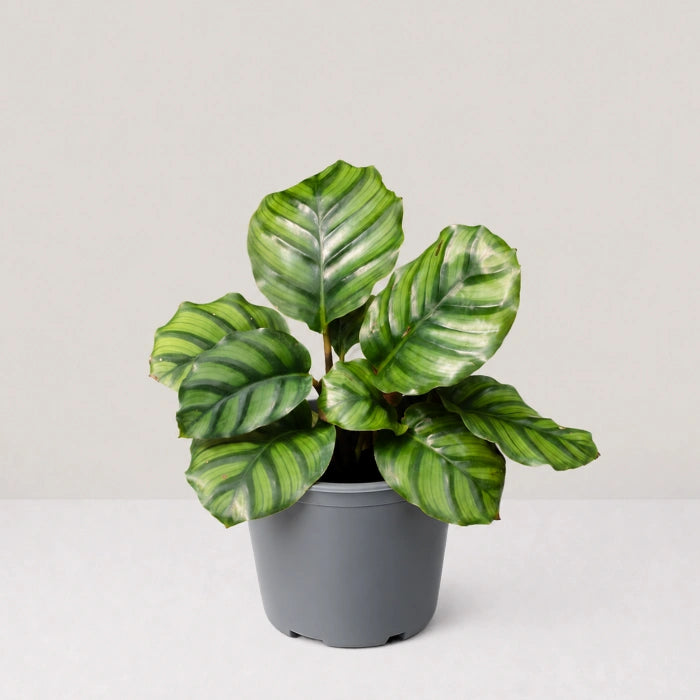 Calathea fasciata