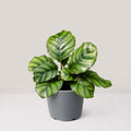 Calathea fasciata