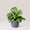 Calathea fasciata