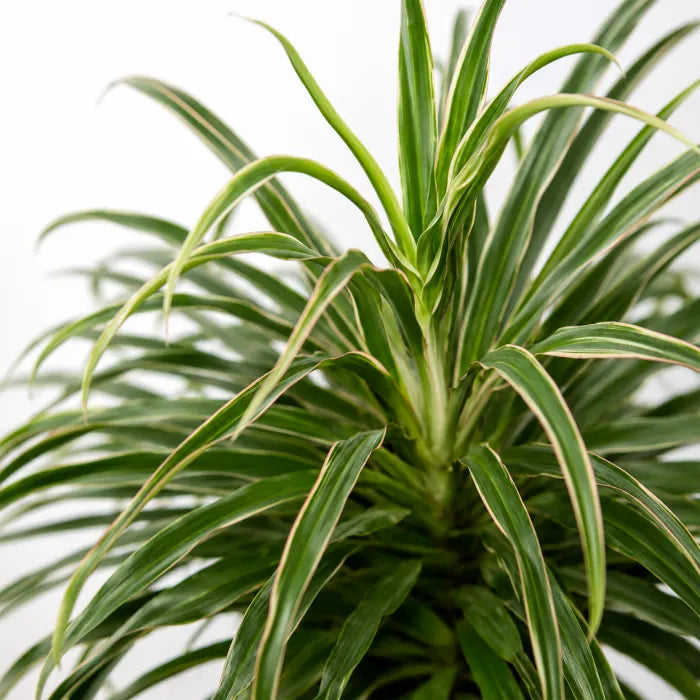 Cordyline White Fairy Tale