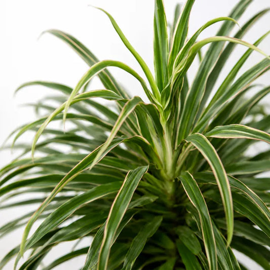 Cordyline White Fairy Tale