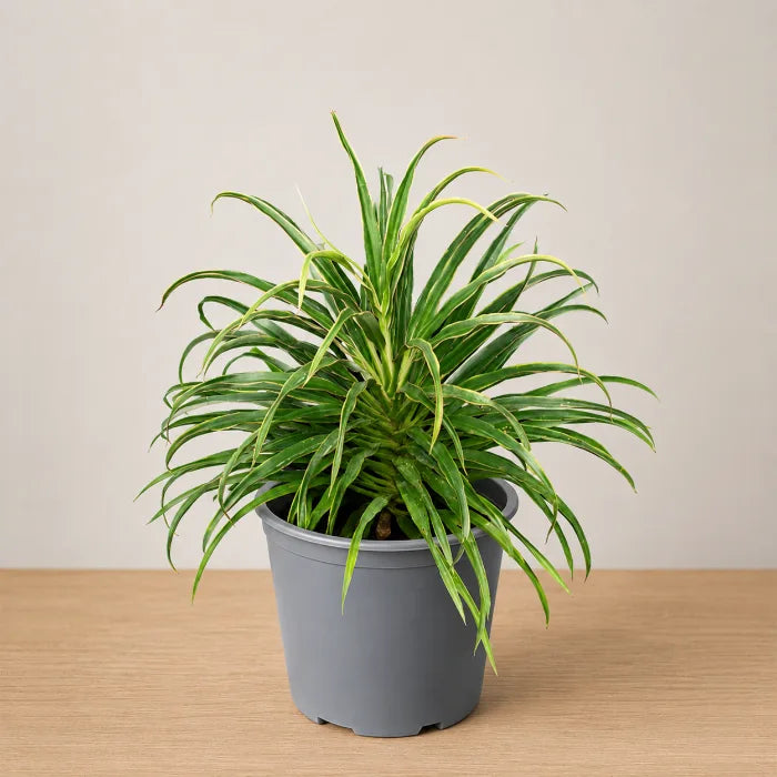 Cordyline White Fairy Tale