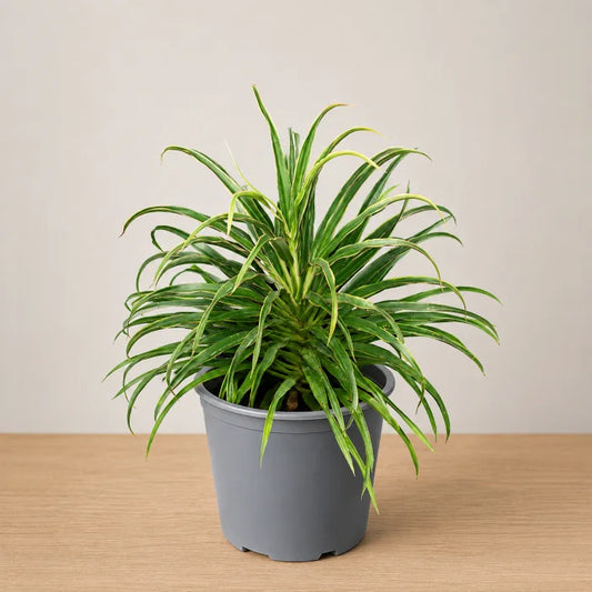 Cordyline White Fairy Tale