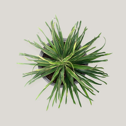 Cordyline White Fairy Tale