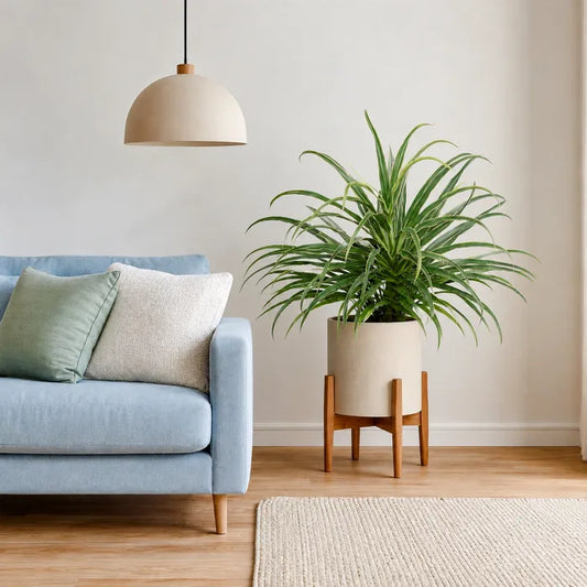 Cordyline White Fairy Tale