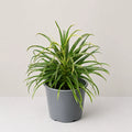 Cordyline White Fairy Tale