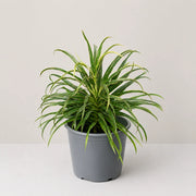 Cordyline White Fairy Tale