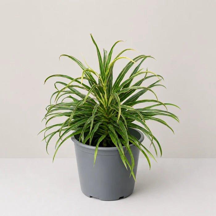 Cordyline White Fairy Tale