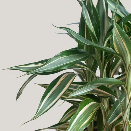 Dracaena sanderiana 'Victory'