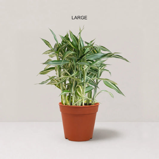Dracaena sanderiana 'Victory'