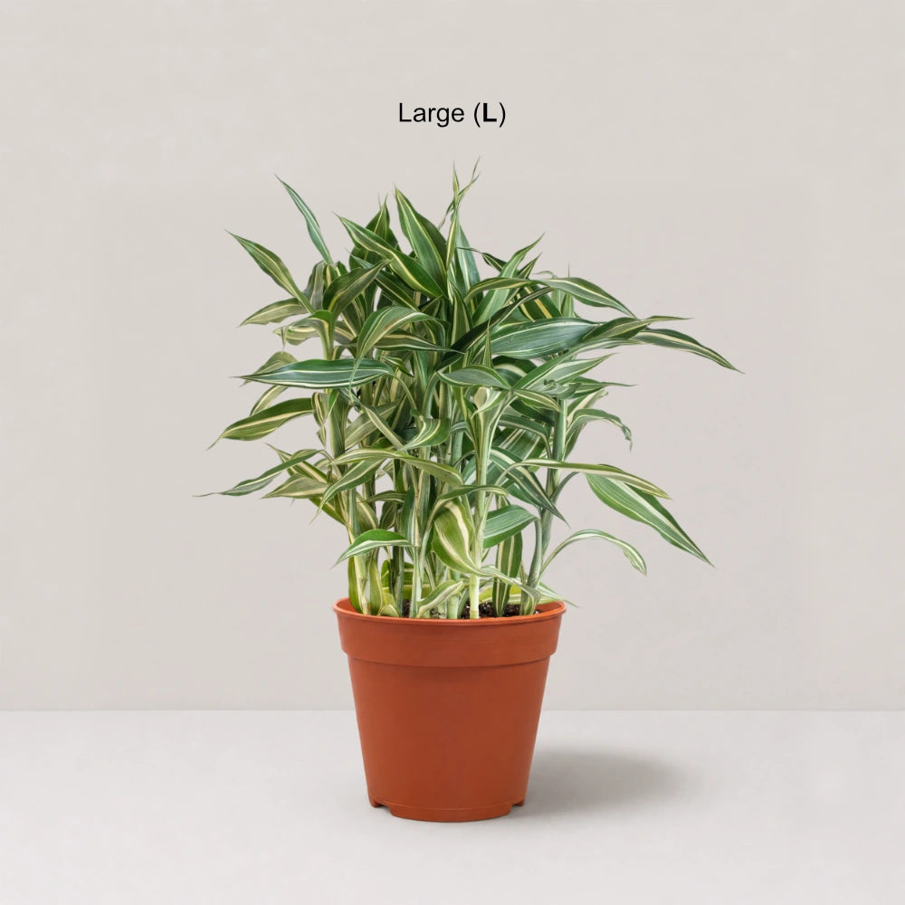 Dracaena sanderiana 'Victory'