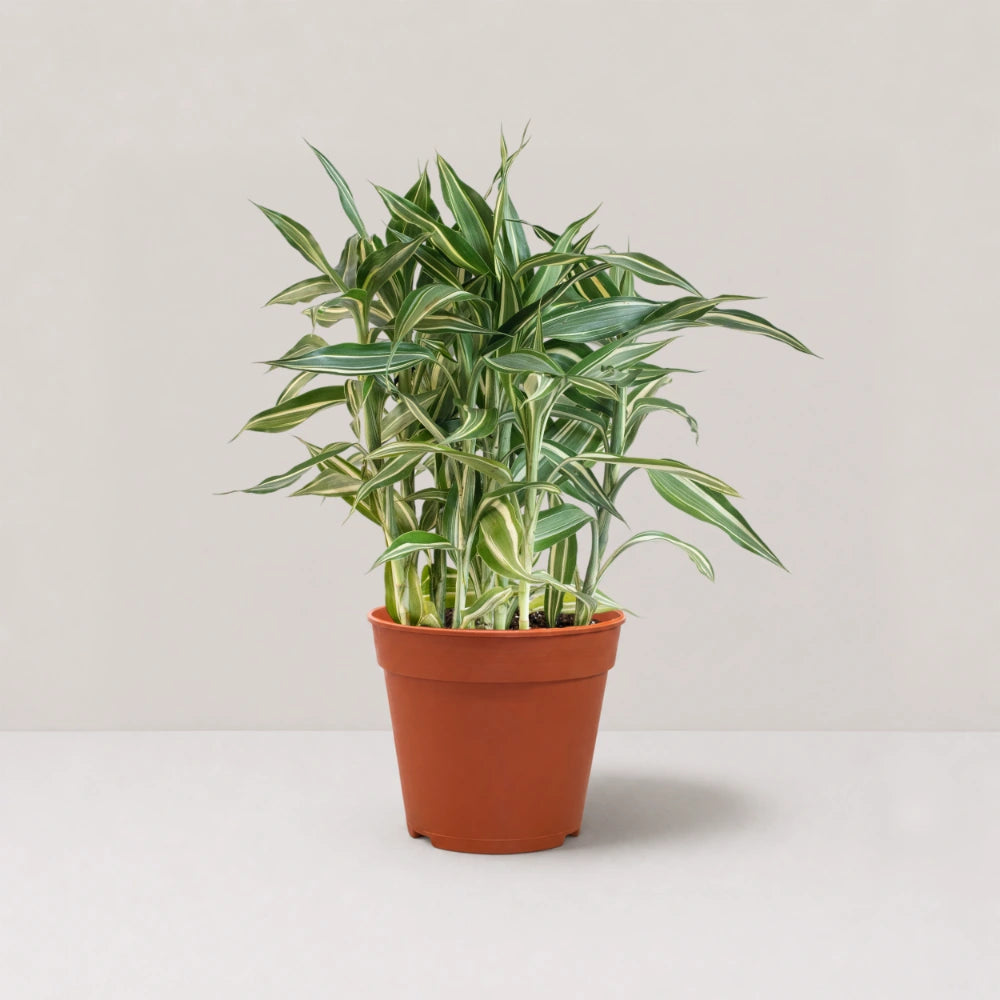 Dracaena sanderiana 'Victory'