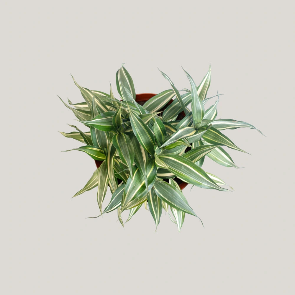 Dracaena sanderiana 'Victory'