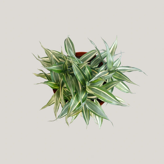 Dracaena sanderiana 'Victory'
