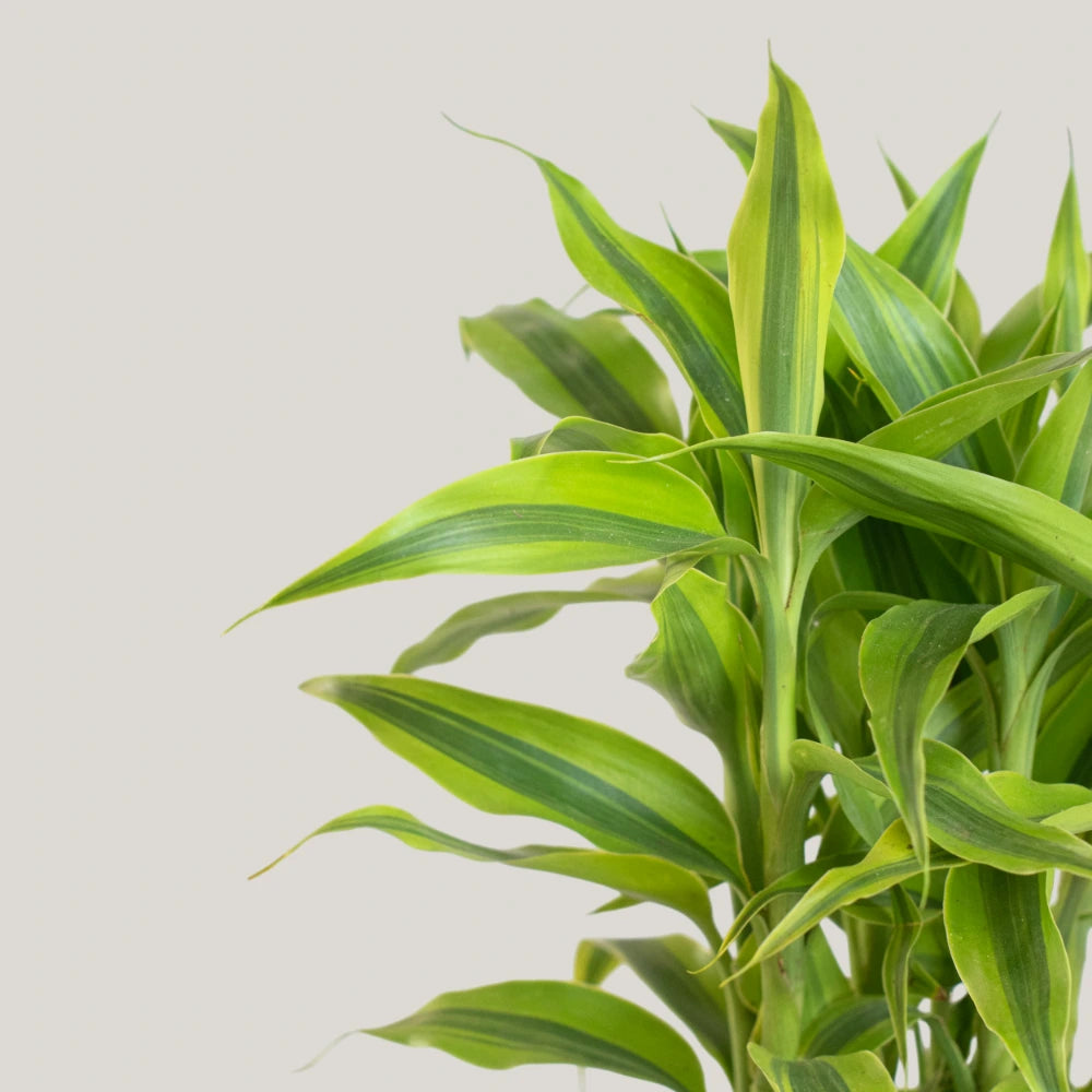 Dracaena sanderiana 'Gold'