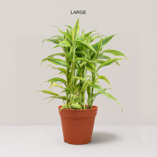 Dracaena sanderiana 'Gold'