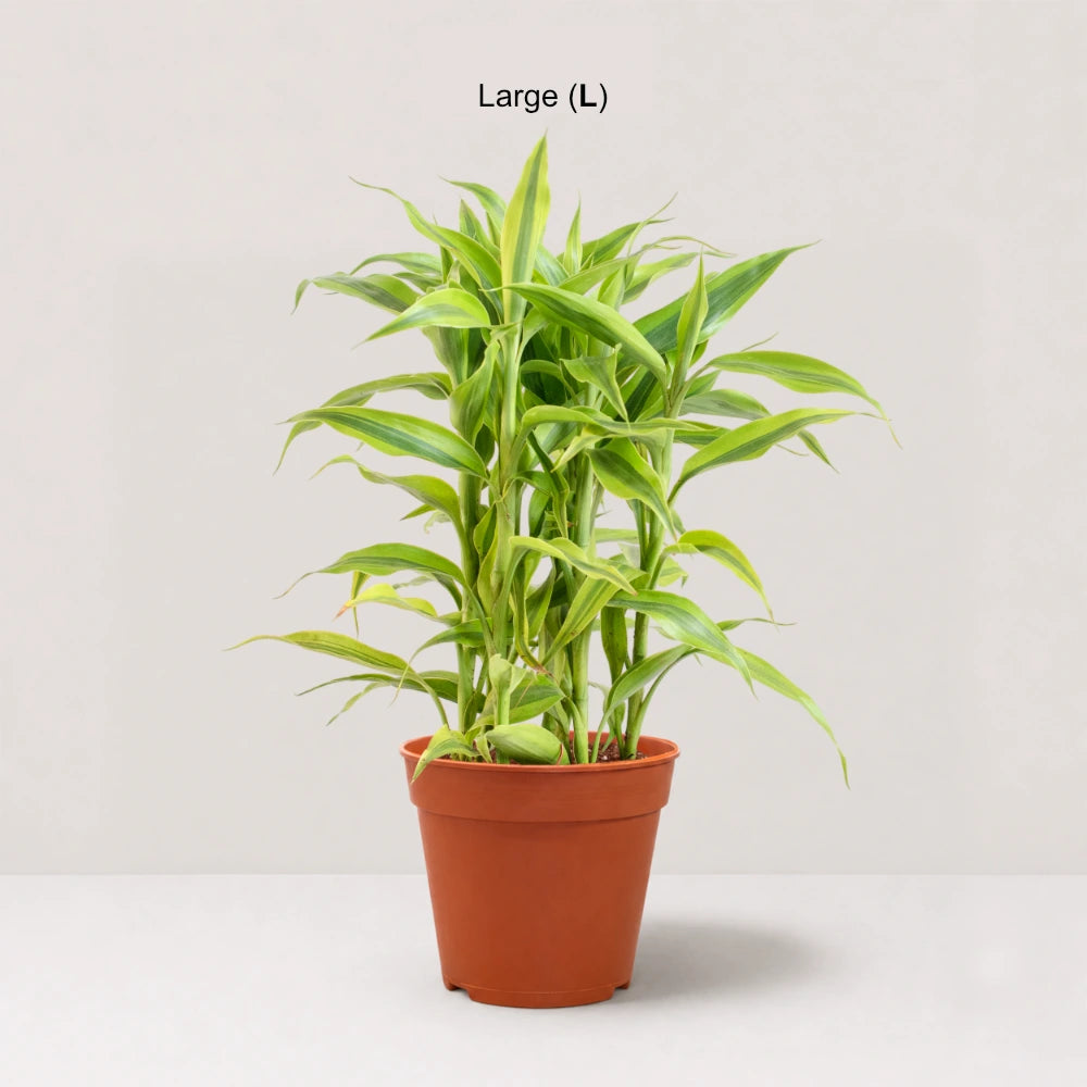 Dracaena sanderiana 'Gold'