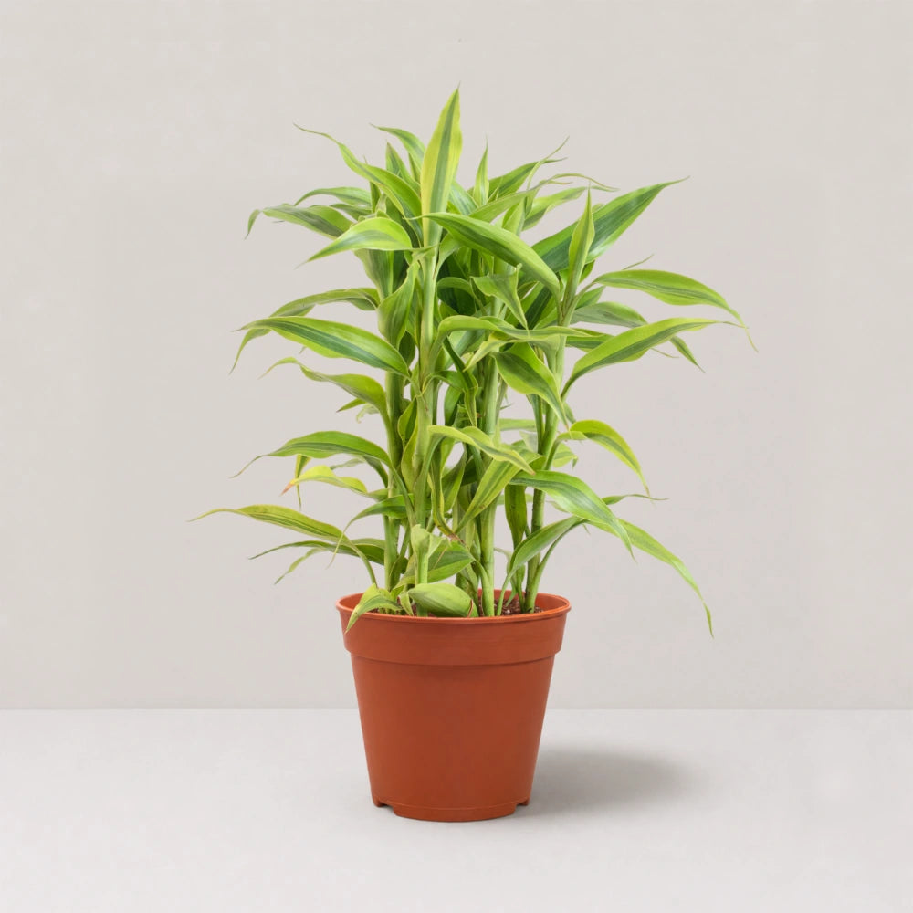 Dracaena sanderiana 'Gold'