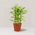 Dracaena sanderiana 'Gold'