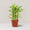 Dracaena sanderiana 'Gold'