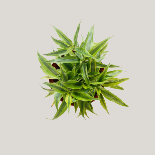 Dracaena sanderiana 'Gold'
